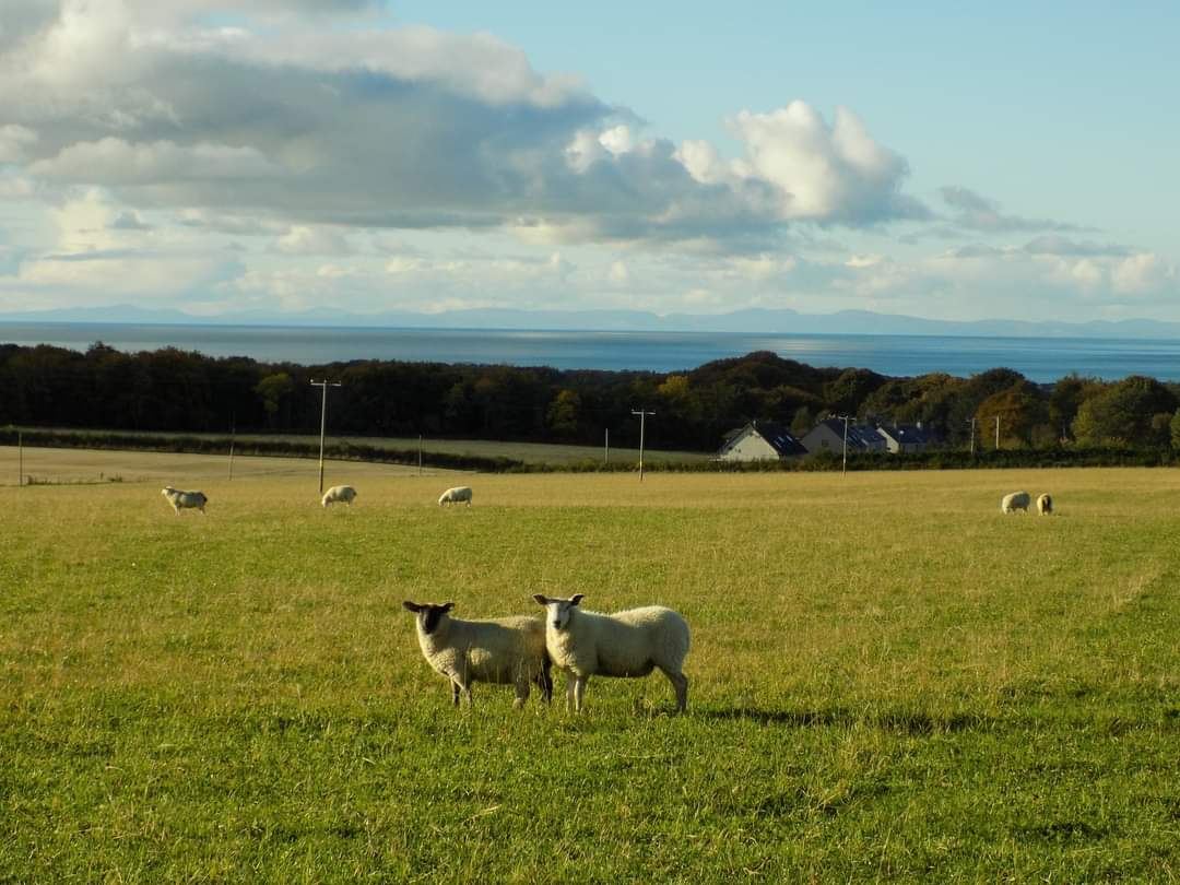 Sheep in the next field